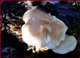 Hypsizygus marmoreus image