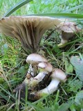 Gomphidius oregonensis image