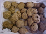 Tuber magnatum image