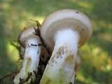 Gomphidius oregonensis image