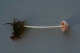 Alboleptonia ochracea image