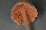 Alboleptonia ochracea image