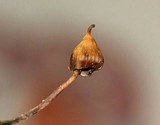 Psilocybe hoogshagenii var. hoogshagenii image