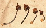 Psilocybe hoogshagenii var. hoogshagenii image