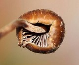 Psilocybe hoogshagenii var. hoogshagenii image