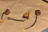 Psilocybe hoogshagenii var. hoogshagenii image