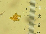 Strobilurus trullisatus image