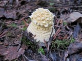 Amanita muscaria var. flavivolvata image