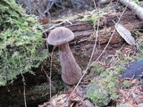 Boletellus mirabilis image