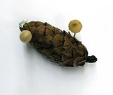 Strobilurus trullisatus image