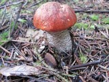 Leccinum manzanitae image