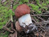 Leccinum manzanitae image