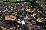 Cortinarius triumphans image