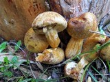 Gymnopilus ventricosus image