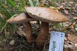 Leccinum aurantiacum image