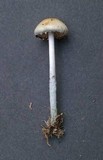 Stropharia pseudocyanea image