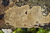 Datronia mollis image