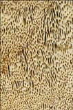 Datronia mollis image