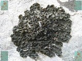 Collema fuscovirens image