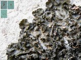Collema fuscovirens image