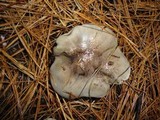 Tricholoma portentosum image