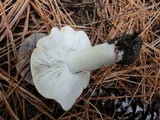 Tricholoma portentosum image