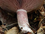 Lactarius paradoxus image