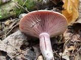 Lactarius paradoxus image
