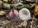 Lactarius paradoxus image
