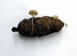 Strobilurus trullisatus image