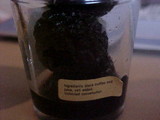 Tuber melanosporum image