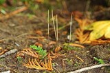 Macrotyphula juncea image