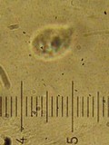 Macrotyphula juncea image