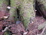 Fomitopsis mounceae image