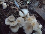 Gymnopus brassicolens var. brassicolens image