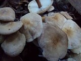 Gymnopus brassicolens var. brassicolens image