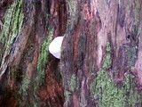 Fomitopsis mounceae image