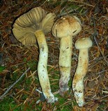 Chroogomphus tomentosus image