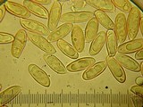 Chroogomphus tomentosus image