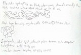 Psilocybe hoogshagenii var. hoogshagenii image