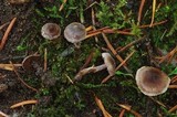 Cortinarius alnetorum image