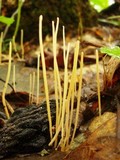 Macrotyphula juncea image
