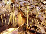 Macrotyphula juncea image
