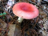 Russula silvicola image