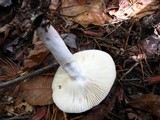 Russula silvicola image