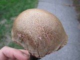 Boletus chrysenteron image