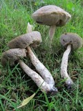 Leccinum schistophilum image