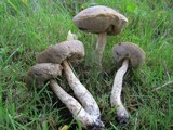 Leccinum schistophilum image
