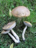 Leccinum schistophilum image