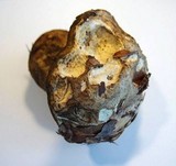 Boletus satanas image